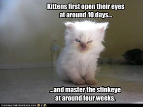 Lolcats: Stages of Cat Development