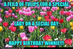 A FEILD OF TULIPS FOR A SPECIAL    LADY ON A SECIAL DAY.   HAPPY BIRTHDAY WINNIE!!!