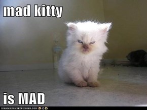 mad kitty  is MAD