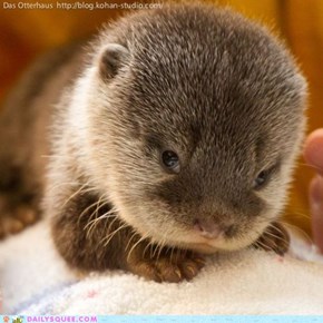 Squee Spree: Come Hither