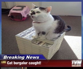 Breaking News - Cat burgalur caught!