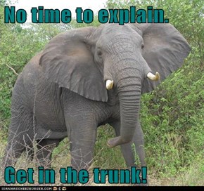 Elephant Says So!