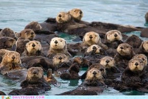 Daily Squee: A Flotilla of Otters