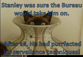 Stanley was sure the Bureau would take him on.   After all, He had purrfected his survellance techniques!