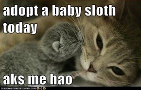 adopt a baby sloth today