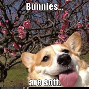 Bunnies...  are soft.