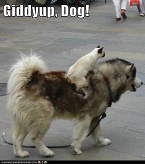 Giddyup, Dog!