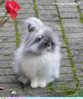 The Fluffiest of All Buns