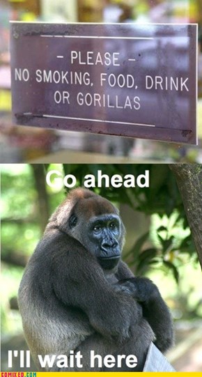 What Do You Have Against Gorillas?