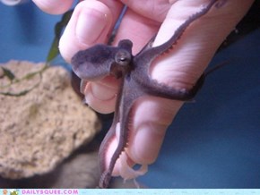 Daily Squee: Squee Spree - Octo-Hugs!
