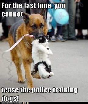 For the last time, you cannot  tease the police training dogs!