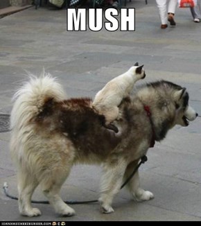 Lolcats: MUSH