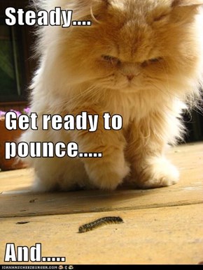 Steady.... Get ready to pounce..... And.....