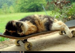 Cyoot Kitteh of teh Day: Tired of Skating