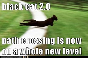 black cat 2.0  path crossing is now on a whole new level