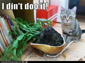 I din't doo it!