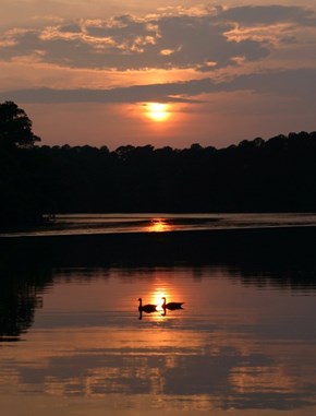 Canada Geese at Sunset, Morton, Mississippi