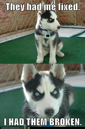 Animal Memes: Insanity Pup - Try Fixing That
