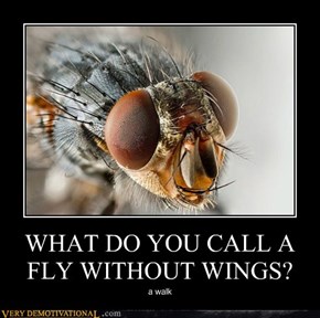 WHAT DO YOU CALL A FLY WITHOUT WINGS?