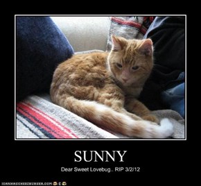 SUNNY