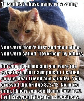 To Sunkist whose name was Sunny You were Mom's first and then mine. You were called "Loverboy" by others but you loved me and you were the sweetest orinj nawt poison, I called you my dear friend and cuddler. You crossed the bridge 3/2/12. No more pain. I 