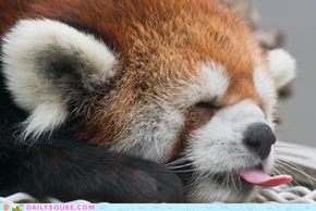 Daily Squee: Little Red Panda