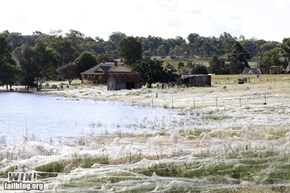 A few too many spiders even for me