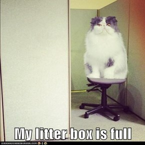 My litter box is full