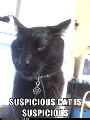 SUSPICIOUS CAT IS SUSPICIOUS
