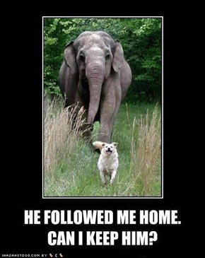 I Has A Hotdog: He Followed Me Home...