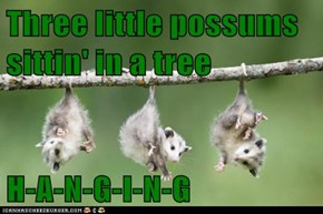 Three little possums sittin' in a tree  H-A-N-G-I-N-G