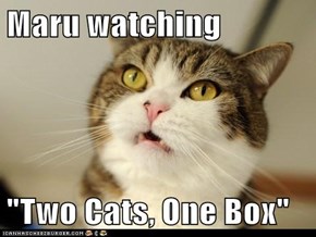 Maru watching  "Two Cats, One Box"