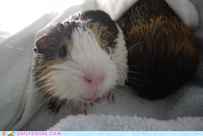 Reader Squees: Squeaky Clean