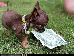 Around the Interwebs: Is This the World's Smallest Dog?