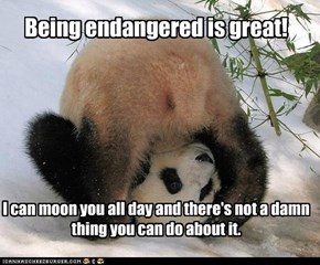 Animal Capshunz: Being Endangered is Great!