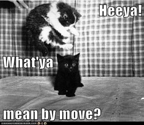 Heeya! What'ya mean by move?