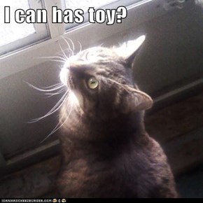 I can has toy?
