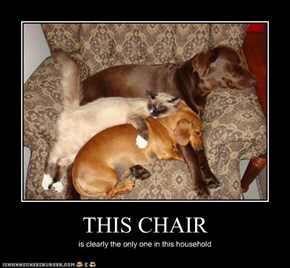 I Has A Hotdog: THIS CHAIR