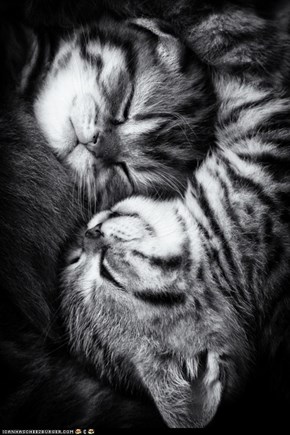 Cyoot Kittehs of teh Day: Dreaming in Black and White