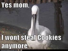 Yes mom,  I wont steal Cookies anymore