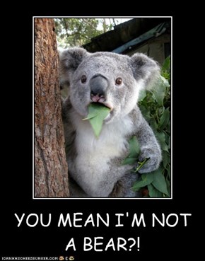 YOU MEAN I'M NOT A BEAR?!