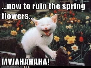 ...now to ruin the spring flowers...  MWAHAHAHA!