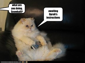 what are you doing, Snowball?