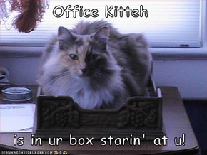 Office Kitteh  is in ur box starin' at u!