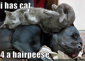i has cat  4 a hairpeese