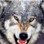 TrackWolf