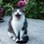 Mewsie
