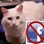 CatBurgh