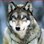 Wolf91