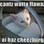 iLove_Cats.-1